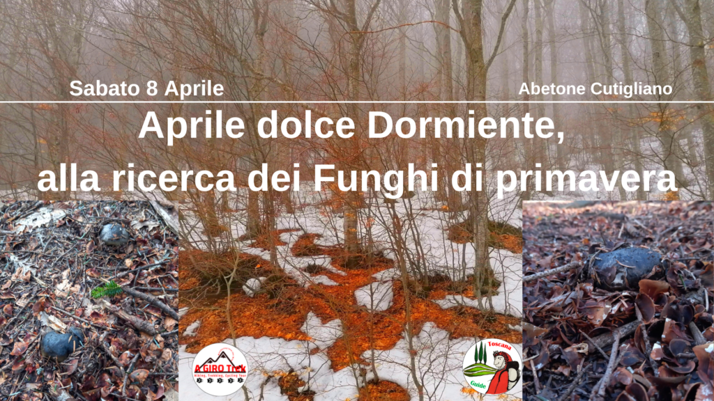 dormienti funghi di primavera