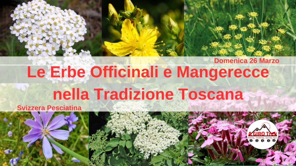 Le Erbe Officinali e Mangerecce nella Tradizione Toscana